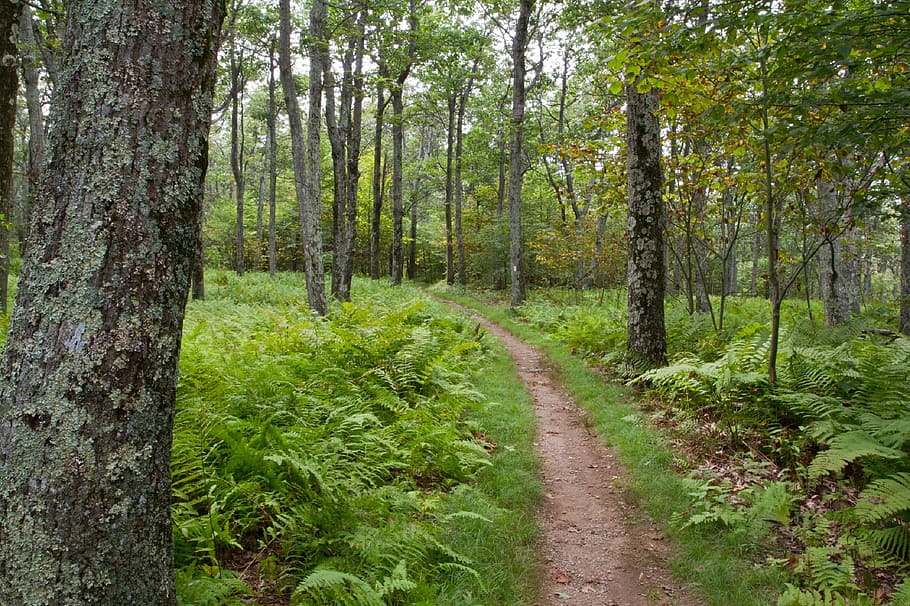 forest, wild, jungle, green, tree, woods, nature, plant, land HD wallpaper