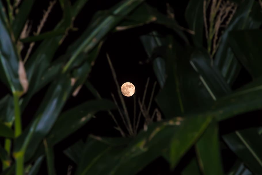 moon, corn, leaves, foreground, rising, east, green, plants HD wallpaper