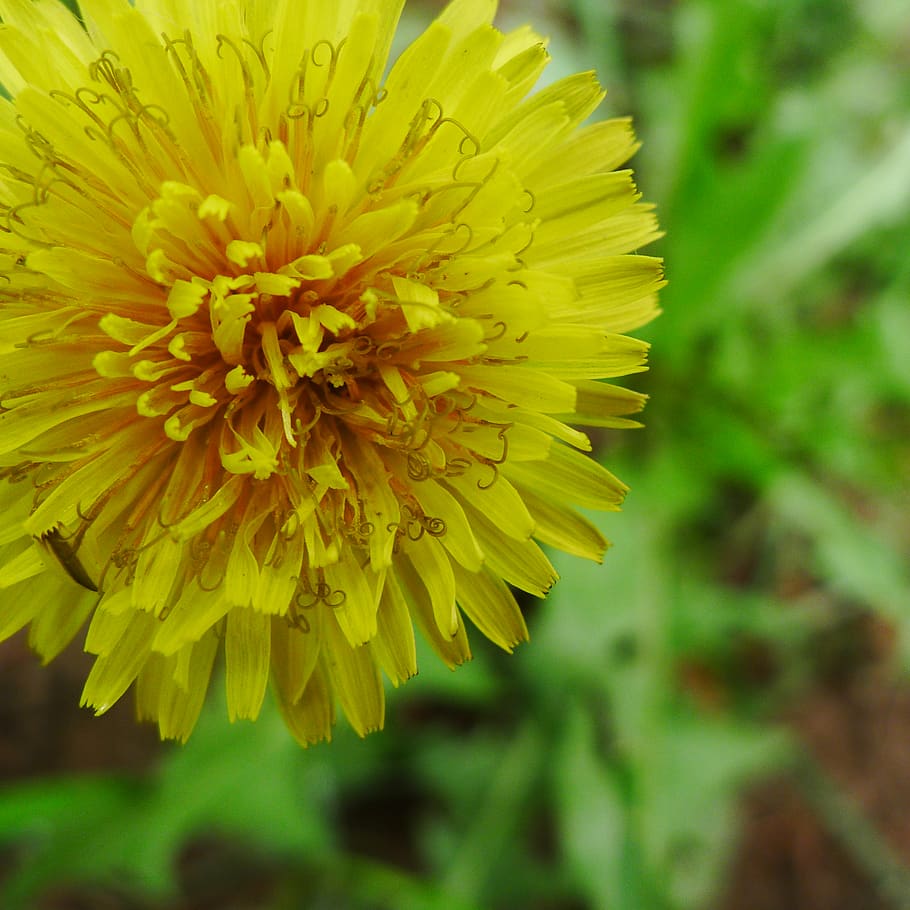 flower, yellow, dandelion, flowering plant, vulnerability, fragility HD wallpaper