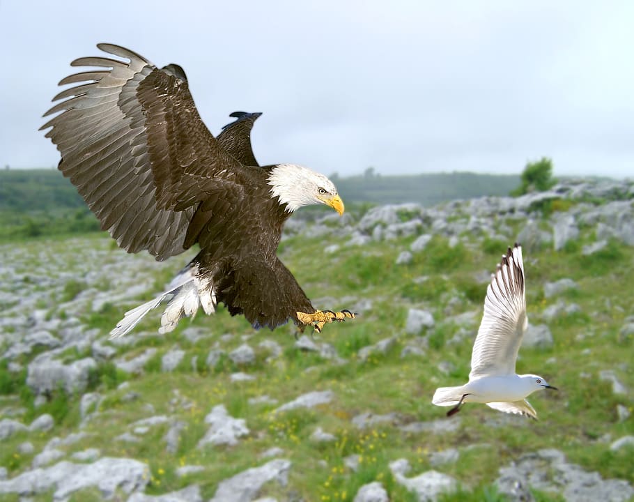 bird, eagle, bald eagle, seagull, hunting, flying, flying bird HD wallpaper