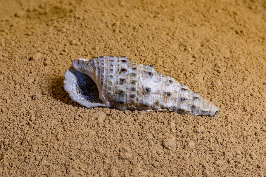 shell, sand, beach, vacations, summer, coast, land, animal wildlife HD wallpaper