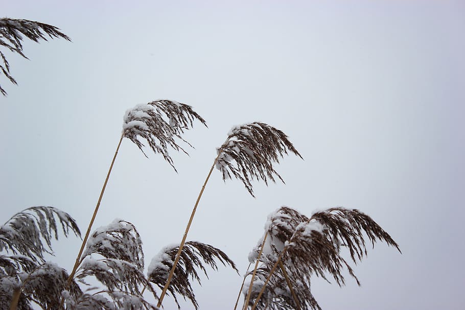 snow-covered palm trees during daytime, sky, low angle view, plant HD wallpaper