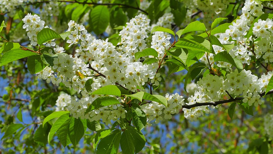 bird cherry, flowers, spring, april, tree, white, green, nature HD wallpaper