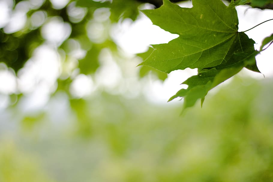 background, botany, flora, floral, flores, foliage, green, growing HD wallpaper