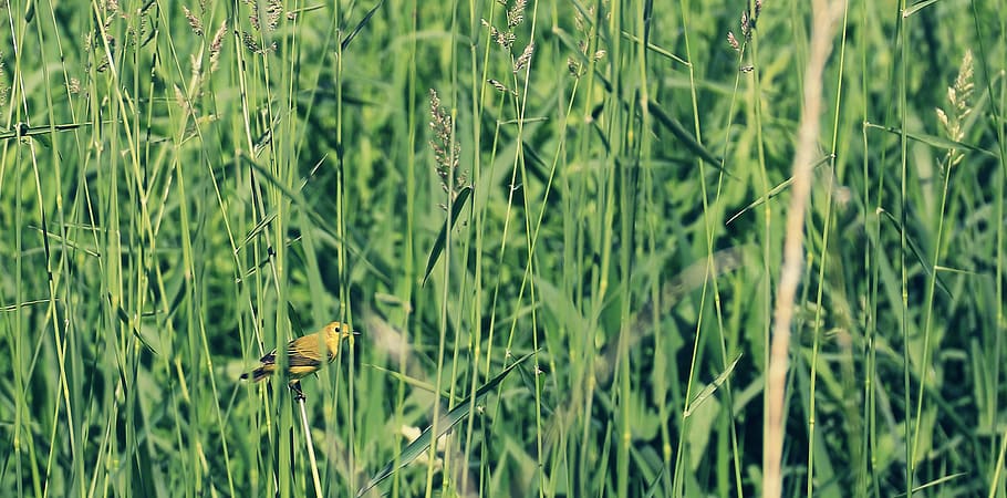 grass, green, summer, bird, yellow, plant, green color, growth HD wallpaper