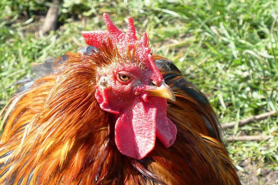 chicken, feathers, comb, poultry, animal, farm, animal world HD wallpaper