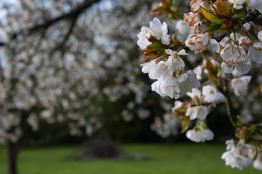 blossom, tree, spring, white, bloom, thrive, flowering plant HD wallpaper