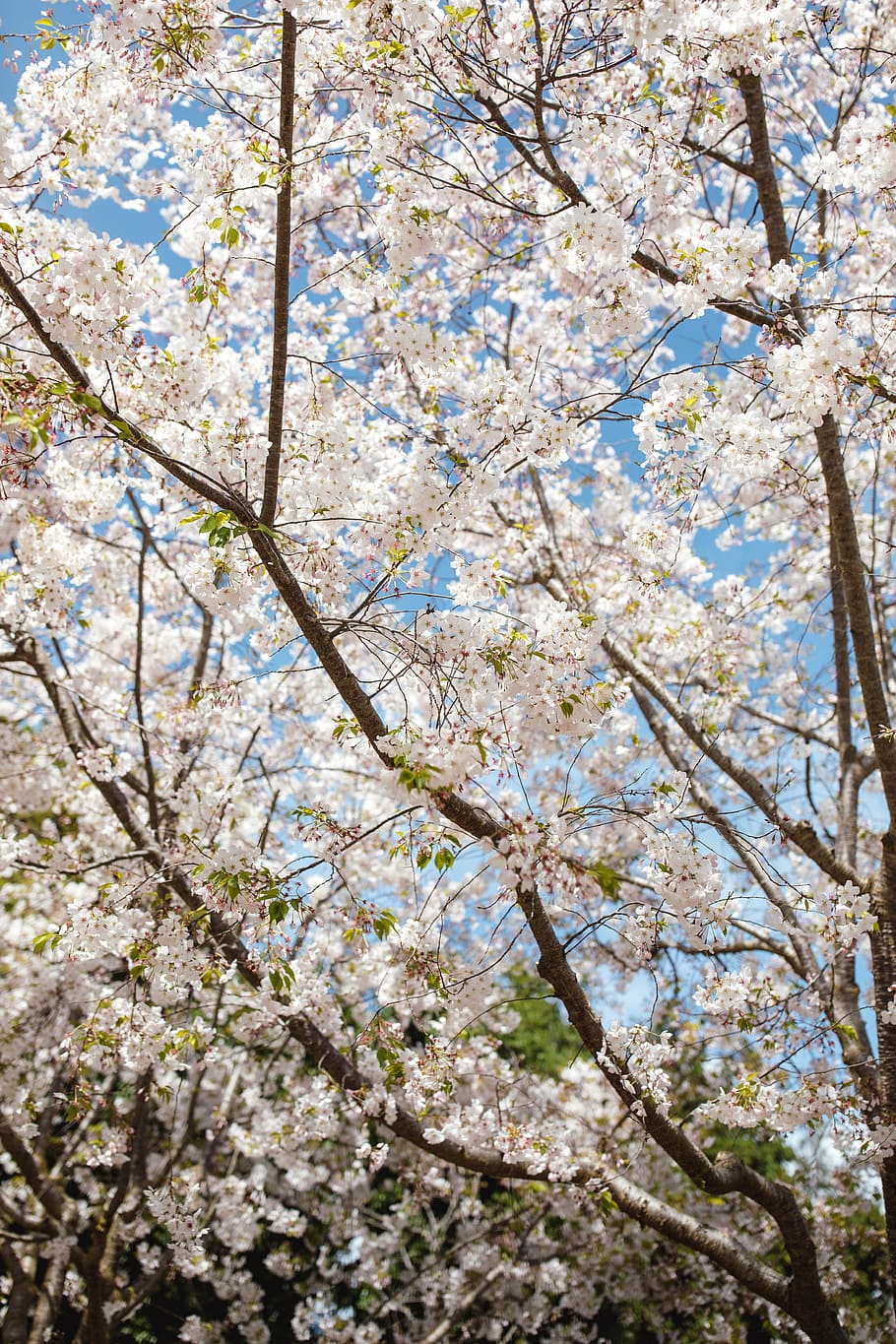 tree, plant, blossom, branch, flowering plant, springtime, beauty in nature HD wallpaper