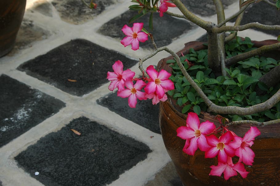 thai  flower, flowering plant, pink color, petal, freshness HD wallpaper