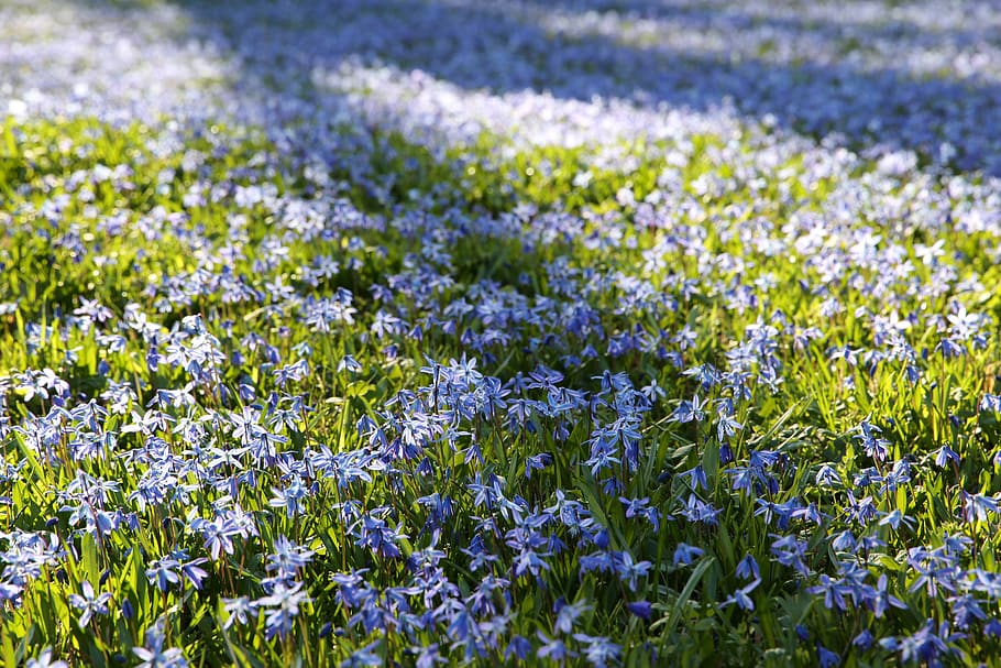 scilla, spring, spring flower, blue star, depth of field, harbinger of spring HD wallpaper