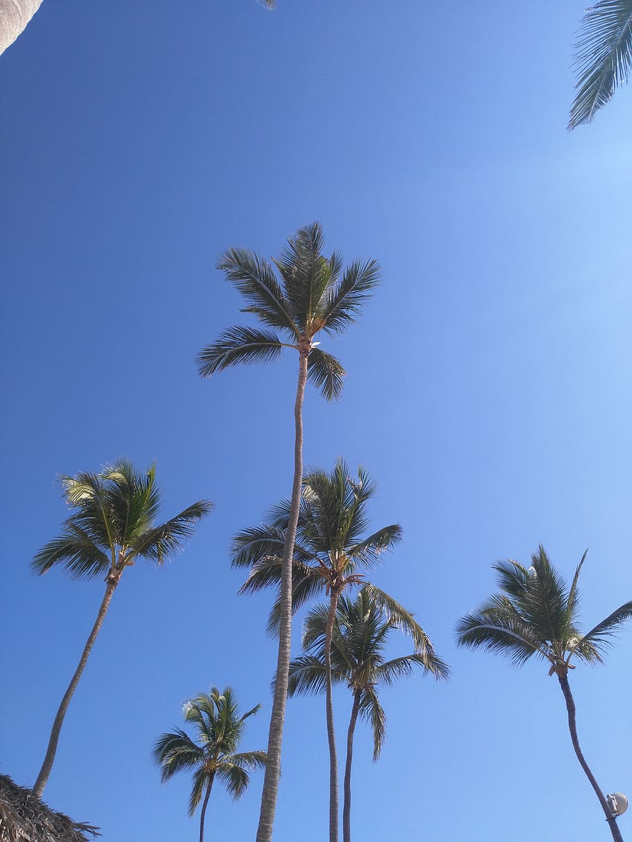 dominican republic, punta cana, palm tree, sky, blue, sea, tropical climate, HD wallpaper