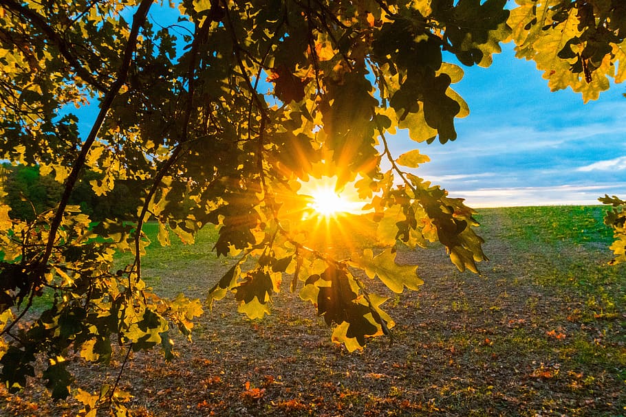 sunset, landscape, nature, mood, dusk, leaves, atmospheric HD wallpaper