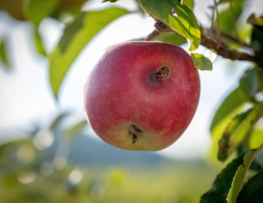 apple, apple tree, fruit, bush, close up, macro, nature, fruit trees HD wallpaper
