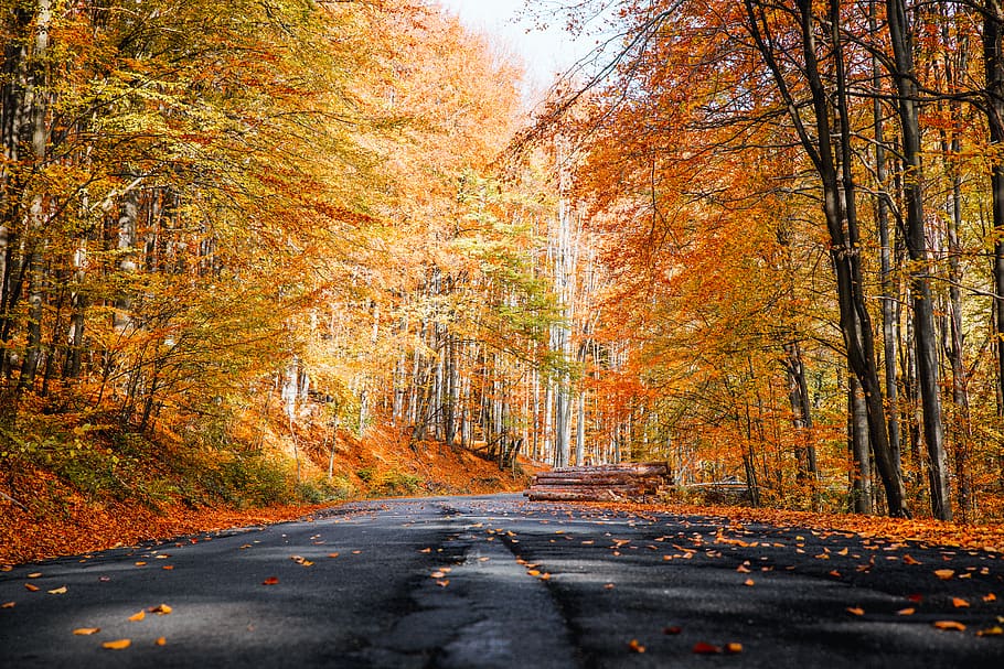 Photo of Roadway During Fall, branches, dry leaves, environment HD wallpaper