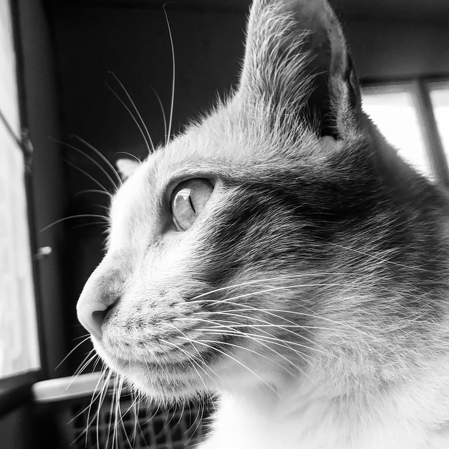 pet, animal, shadow, light, cat, black and white, one animal HD wallpaper