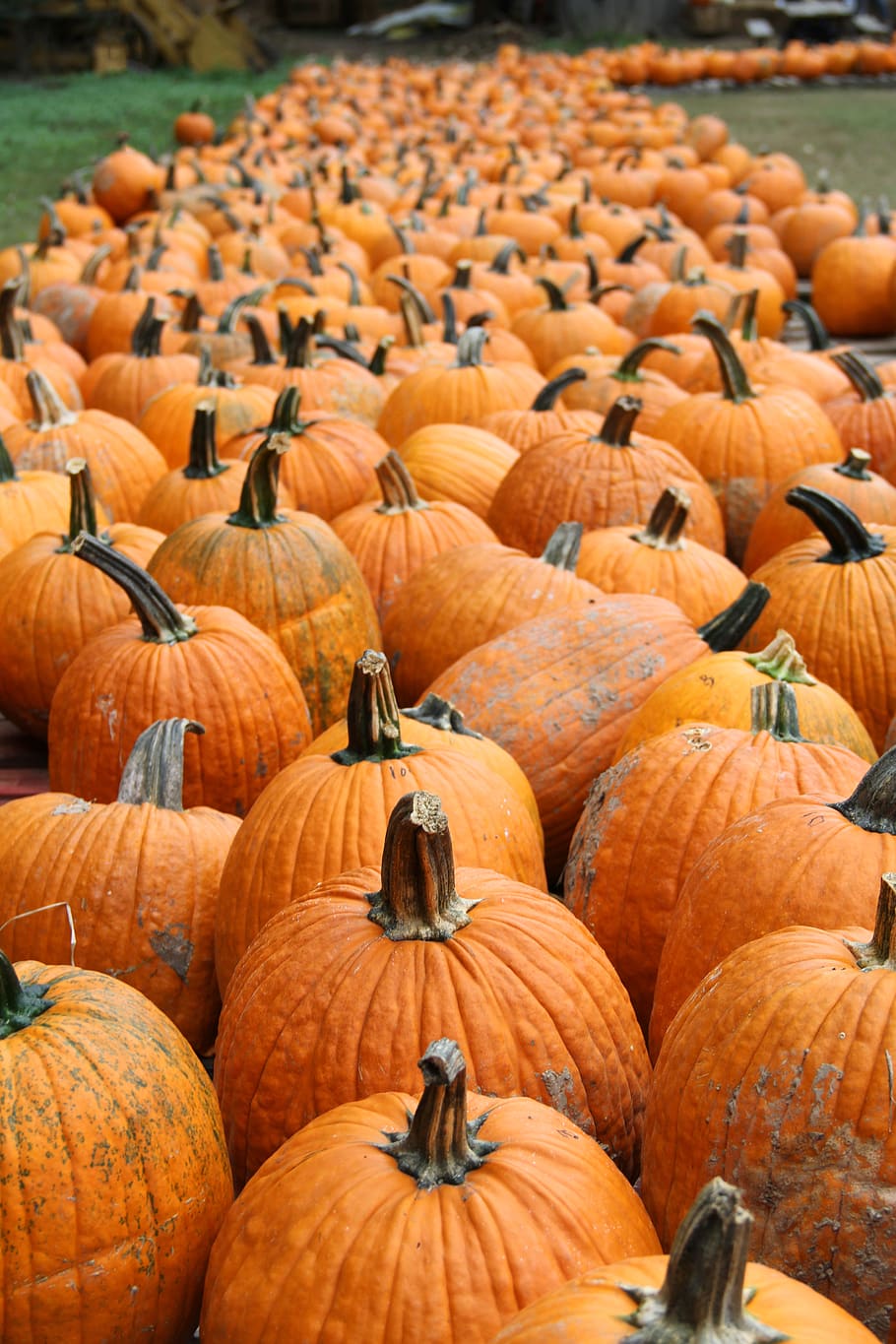 orange pumpkin patch, flora, produce, plant, food, vegetable HD wallpaper
