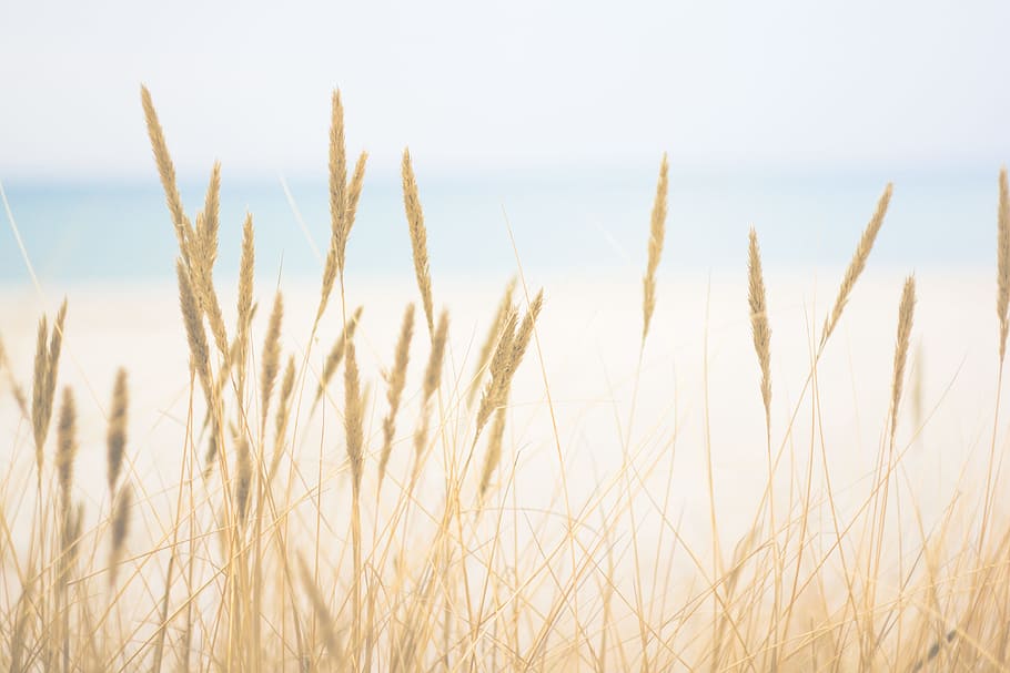 brown wheat, grass, horizon, ocean, sea, field, bright, yellow, HD wallpaper