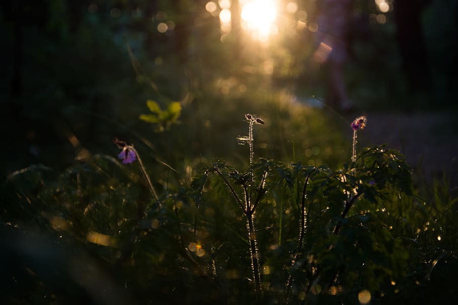 nature, grass, green, warm, flowers, nordic, spring, evening HD wallpaper