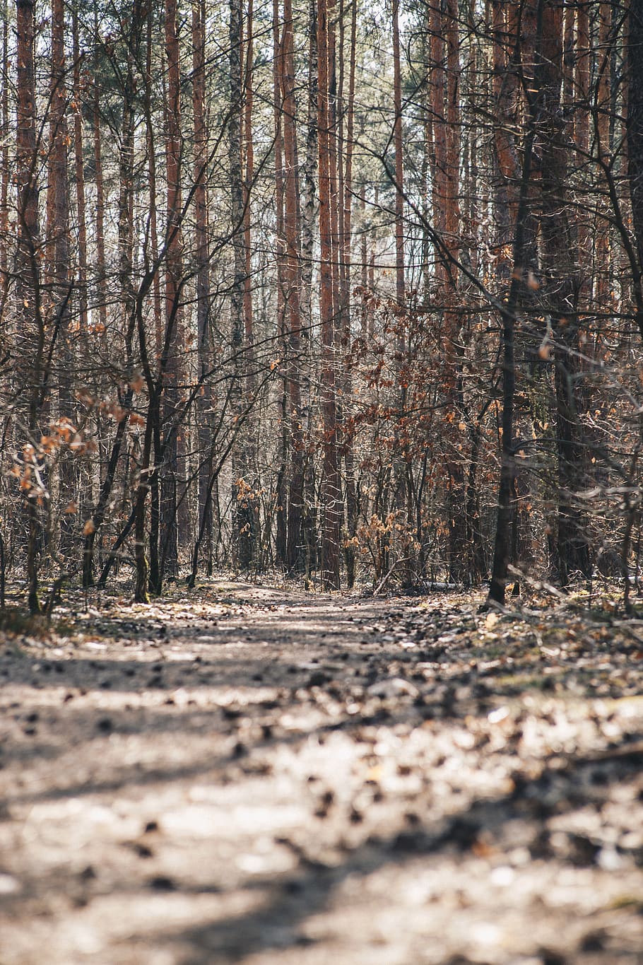 hallway surrounded by trees, forest, nature, outdoors, vegetation HD wallpaper
