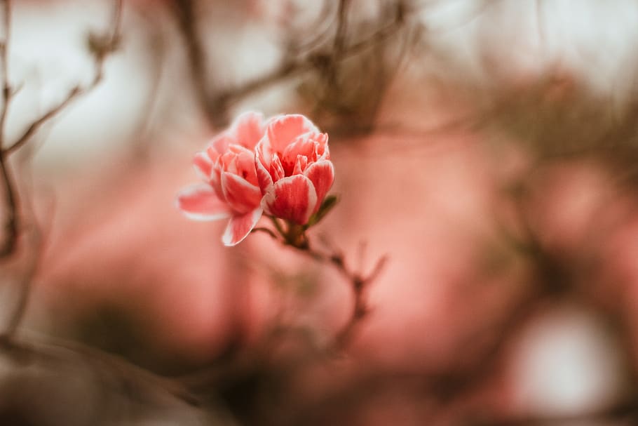 pink-petaled flower, pink color, flowering plant, beauty in nature HD wallpaper