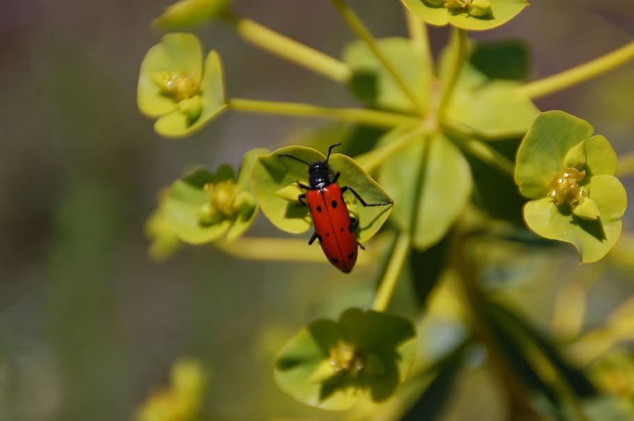 insect, nature, animals, beetle, colorful, invertebrate, animals in the wild, HD wallpaper