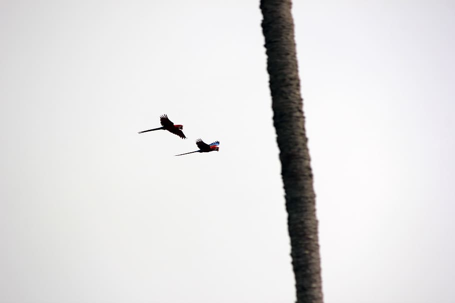 bird, animal, flying, sky, macaw, natural, arara, couple, nature HD wallpaper