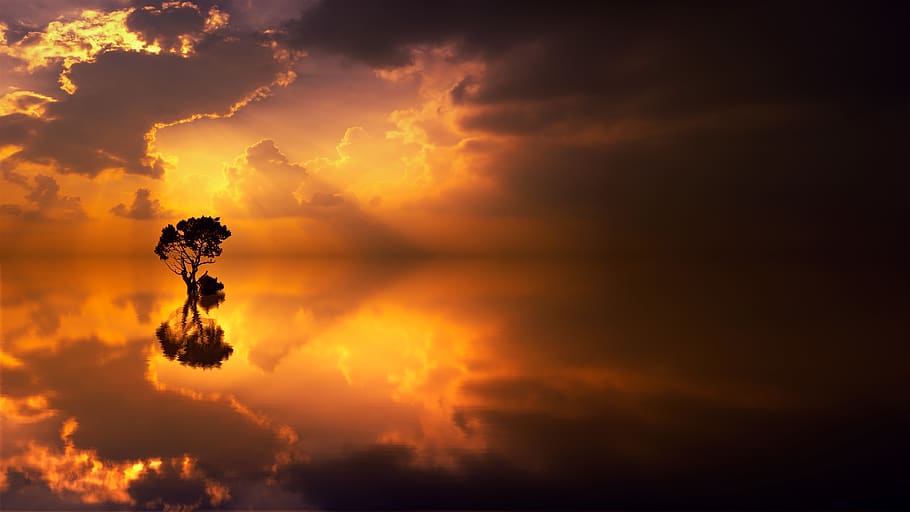 Silhouette of a Tree during Sunset, backlit, clouds, dark, dawn HD wallpaper