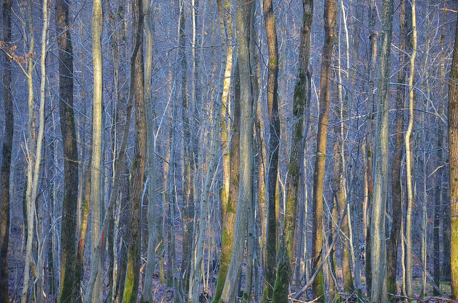 forest, trees, nature, landscape, environment, wood, light HD wallpaper