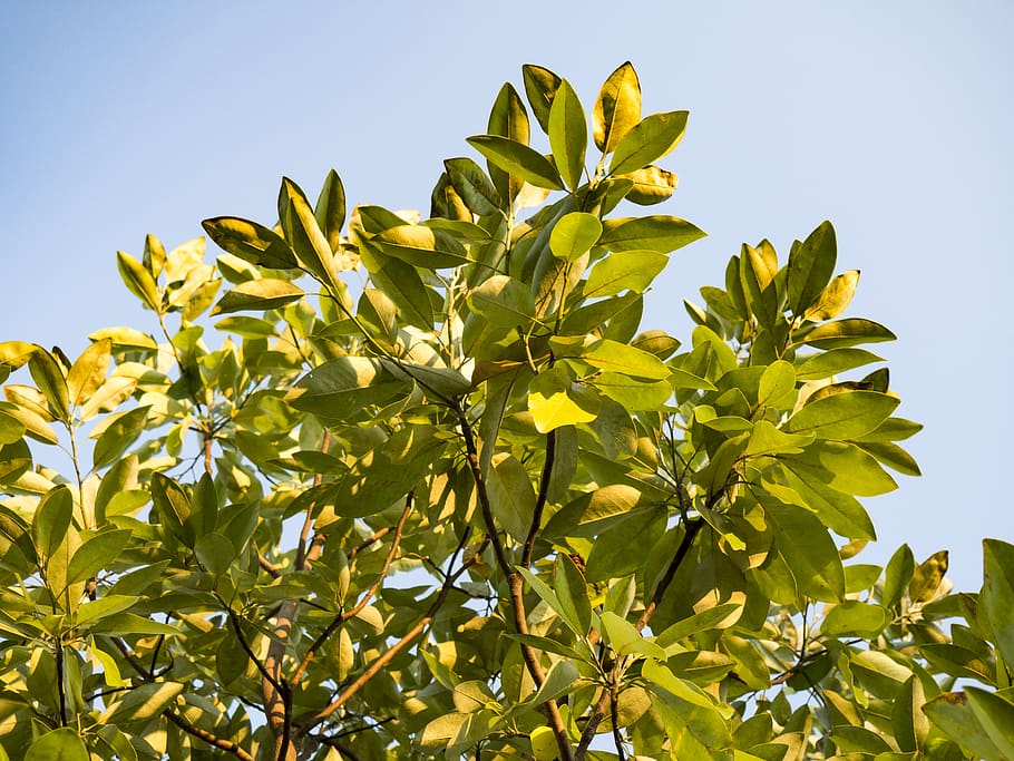 trees, leaves, blue sky, leaf, plant part, green color, growth HD wallpaper