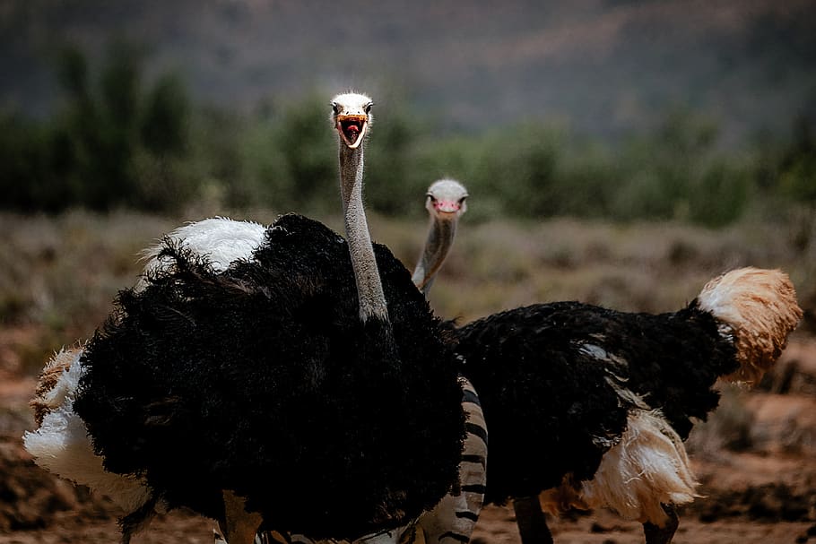 two ostrich on field, group of animals, animal themes, animals in the wild HD wallpaper
