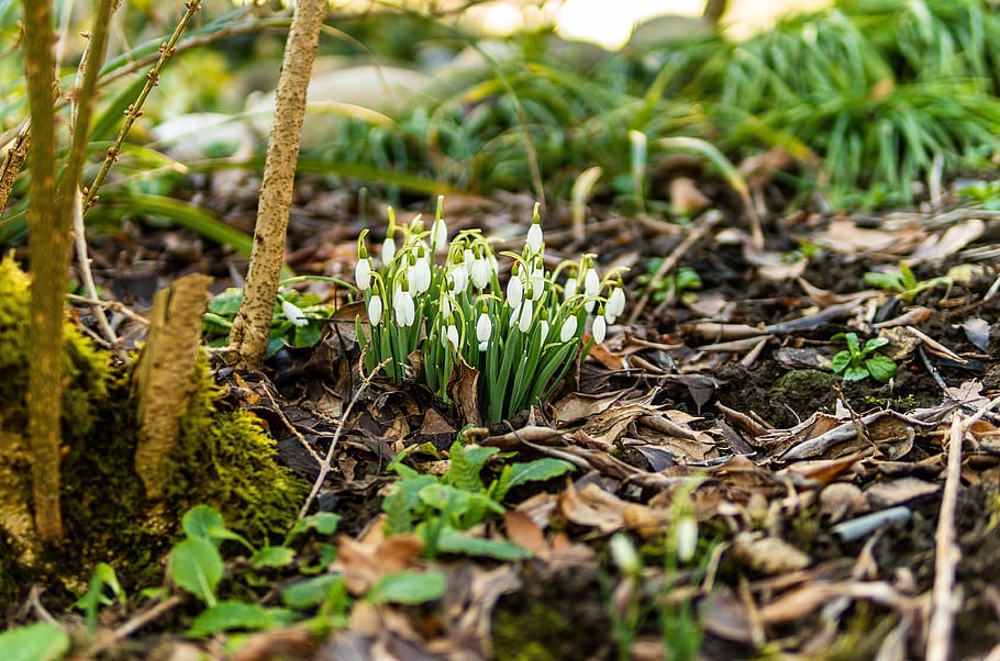 snowdrop, spring, flower, bloom, nature, plant, white, signs of spring HD wallpaper