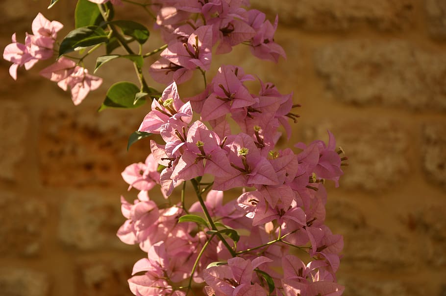 flower-plant-bougainvillea-sand.jpg