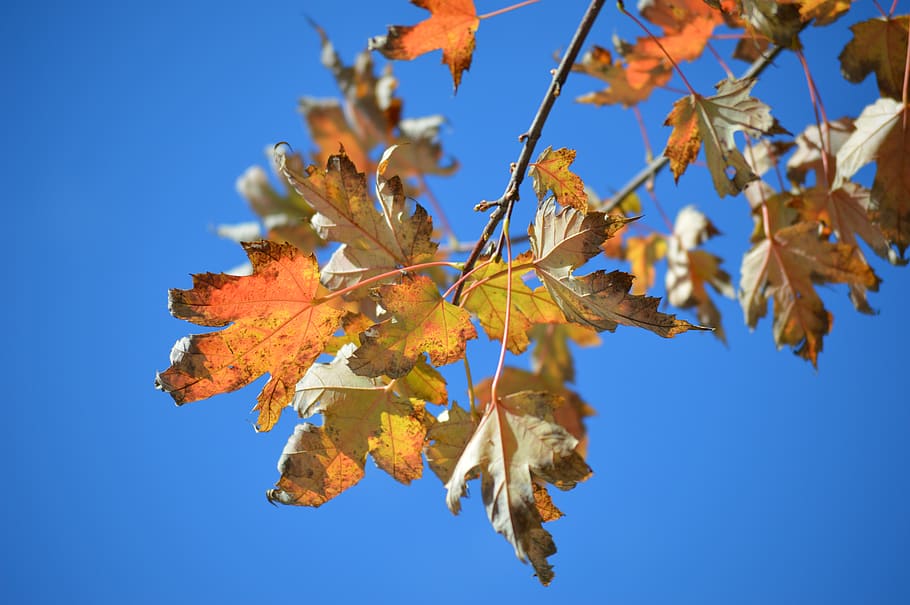 canada, toronto, autumn, plant part, change, blue, leaf, sky HD wallpaper