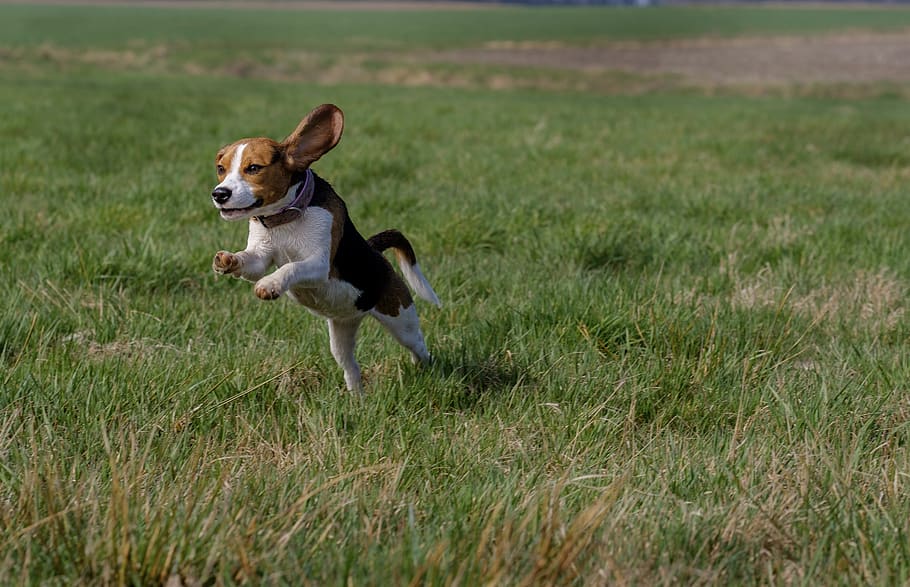 beagle leap on grass field, pets, one animal, domestic animals HD wallpaper