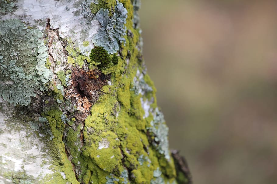 Moss On Tree, bark, close-up, tree bark, tree trunk, plant, textured HD wallpaper