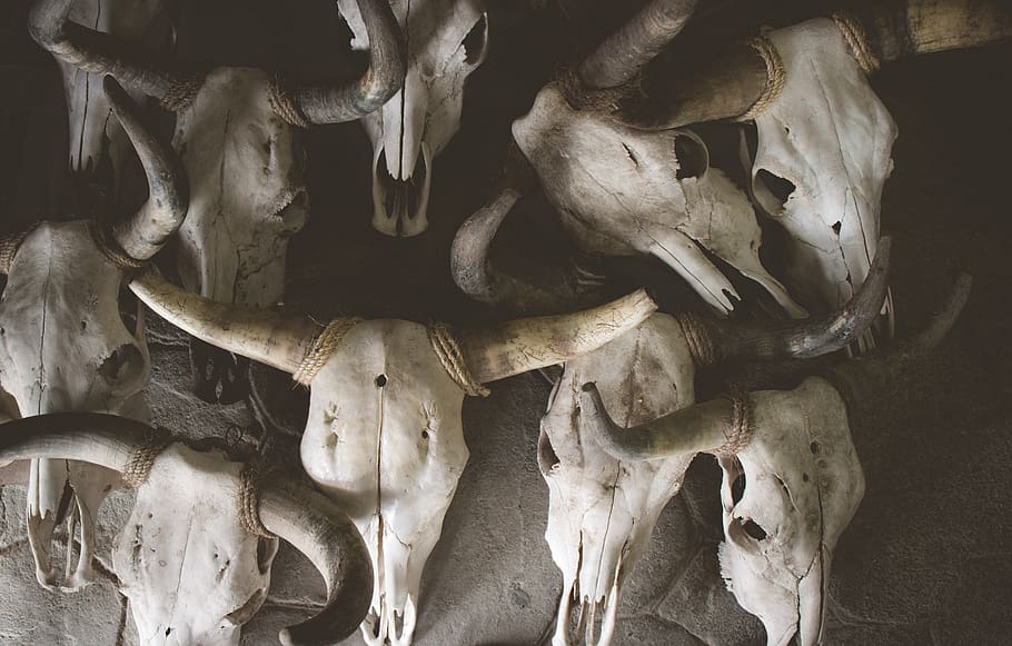Cattle Skulls, bones, heads, horns, skeleton, animal skull, animal body part HD wallpaper