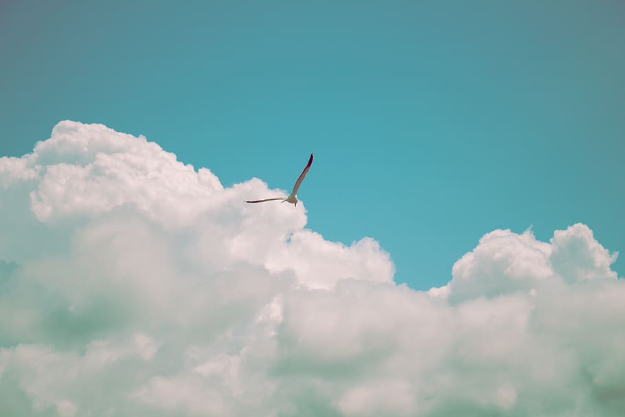 bird spreading its wings, cloud - sky, flying, low angle view HD wallpaper