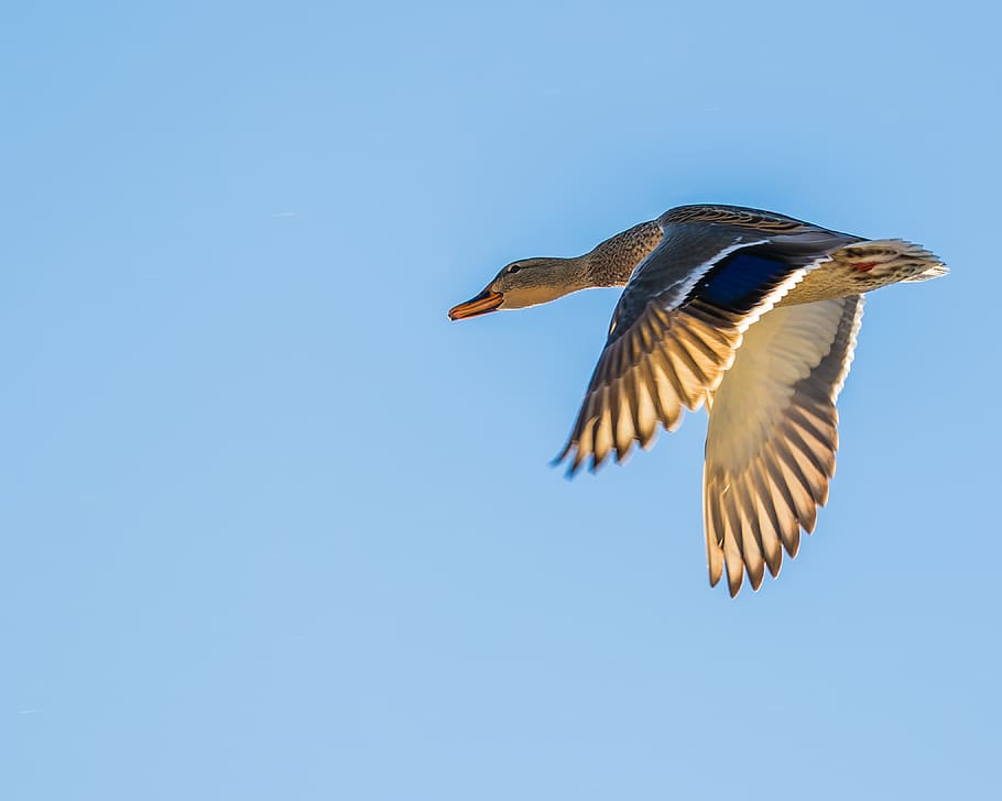 duck, flying, sky, wings, feather, bird, animal wildlife, animals in the wild HD wallpaper