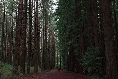 trees, explore, pine trees, redwood, forest, california, photographer HD wallpaper