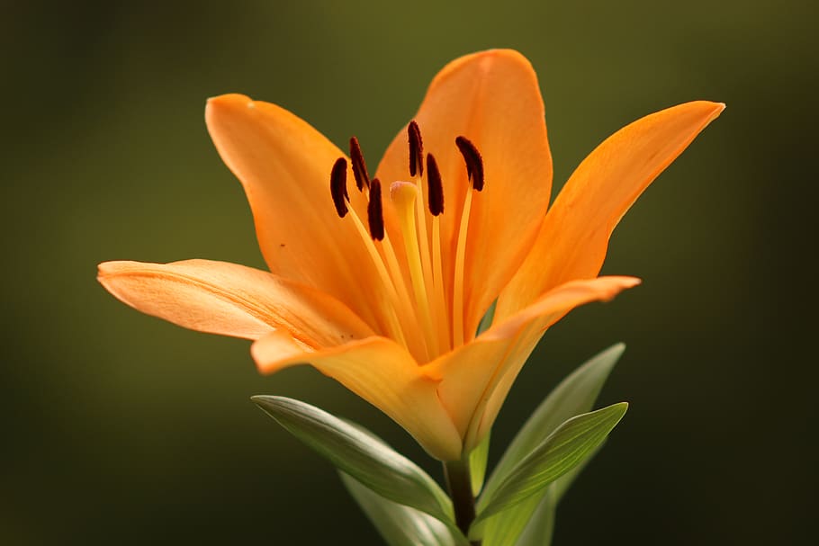 Orange Lily Flower in Bloom, blooming, blossom, blurred background HD wallpaper