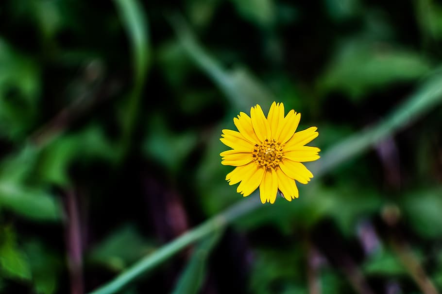 yellow, flower, grass, spring, background, summer, field, green HD wallpaper