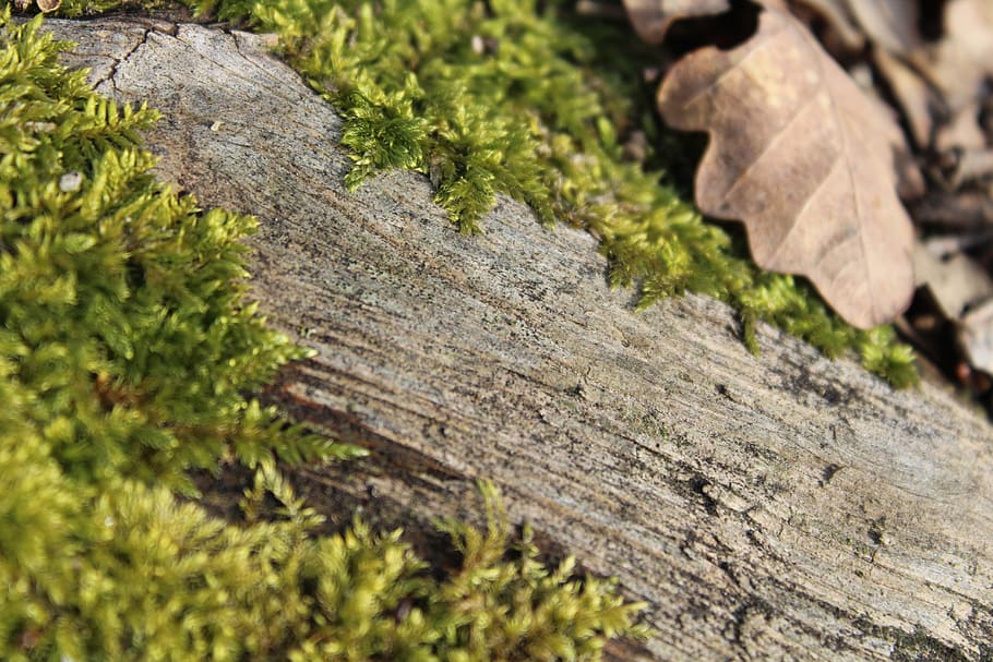 moss, plant, tree, conifer, fungus, mushroom, agaric, leaf HD wallpaper