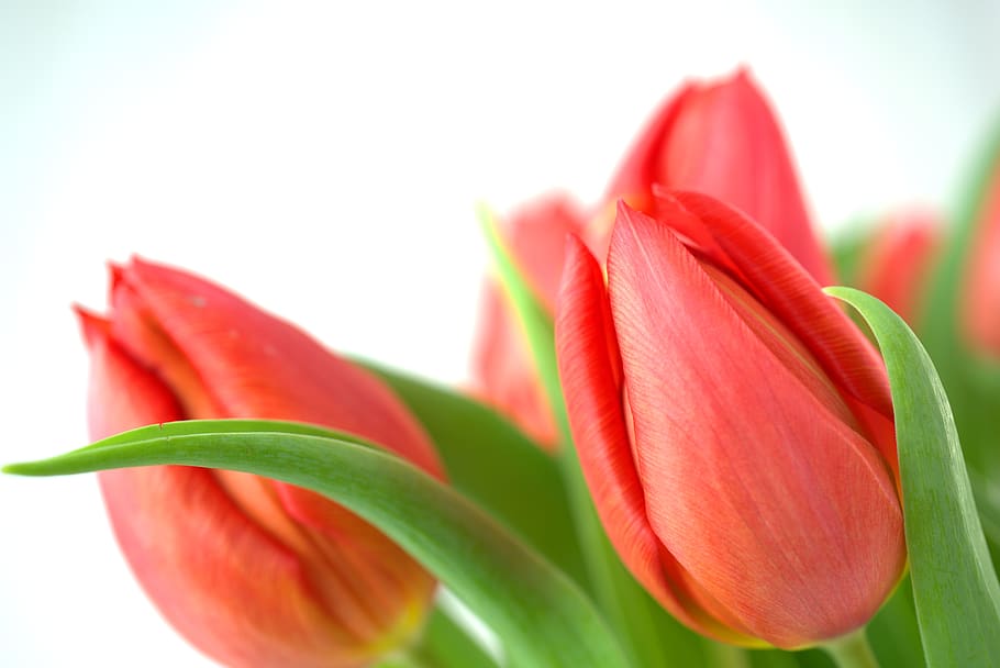 tulip, spring, easter, flower, red, blossom, bloom, garden HD wallpaper