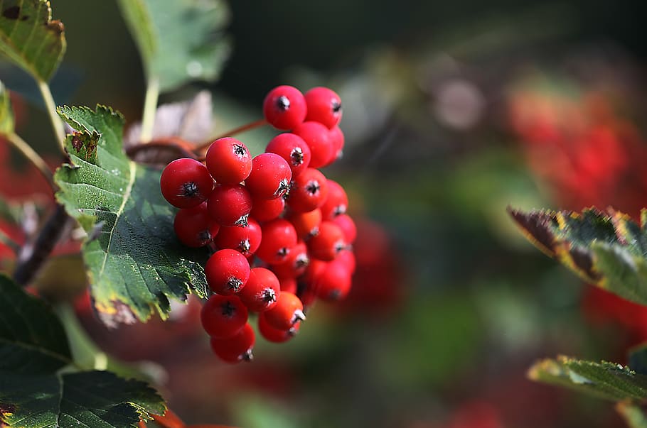 spray, the beam, fruit, fruiting, autumn, red, foliage, green HD wallpaper