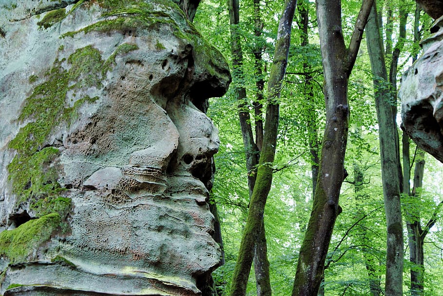 rock, eifel, cliff, tree, plant, trunk, tree trunk, growth HD wallpaper