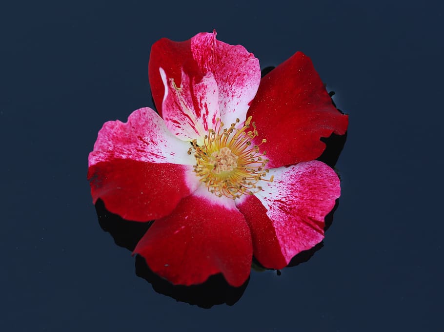 rose, flower, red, white, water, waterline, flowering plant HD wallpaper