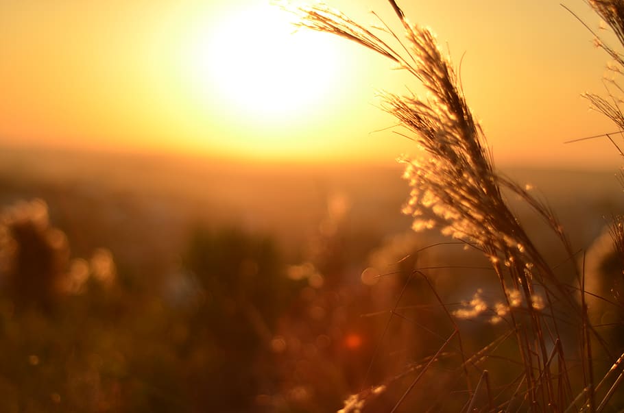 sunset, nature, horizon, light, plant, agriculture, crop, growth HD wallpaper
