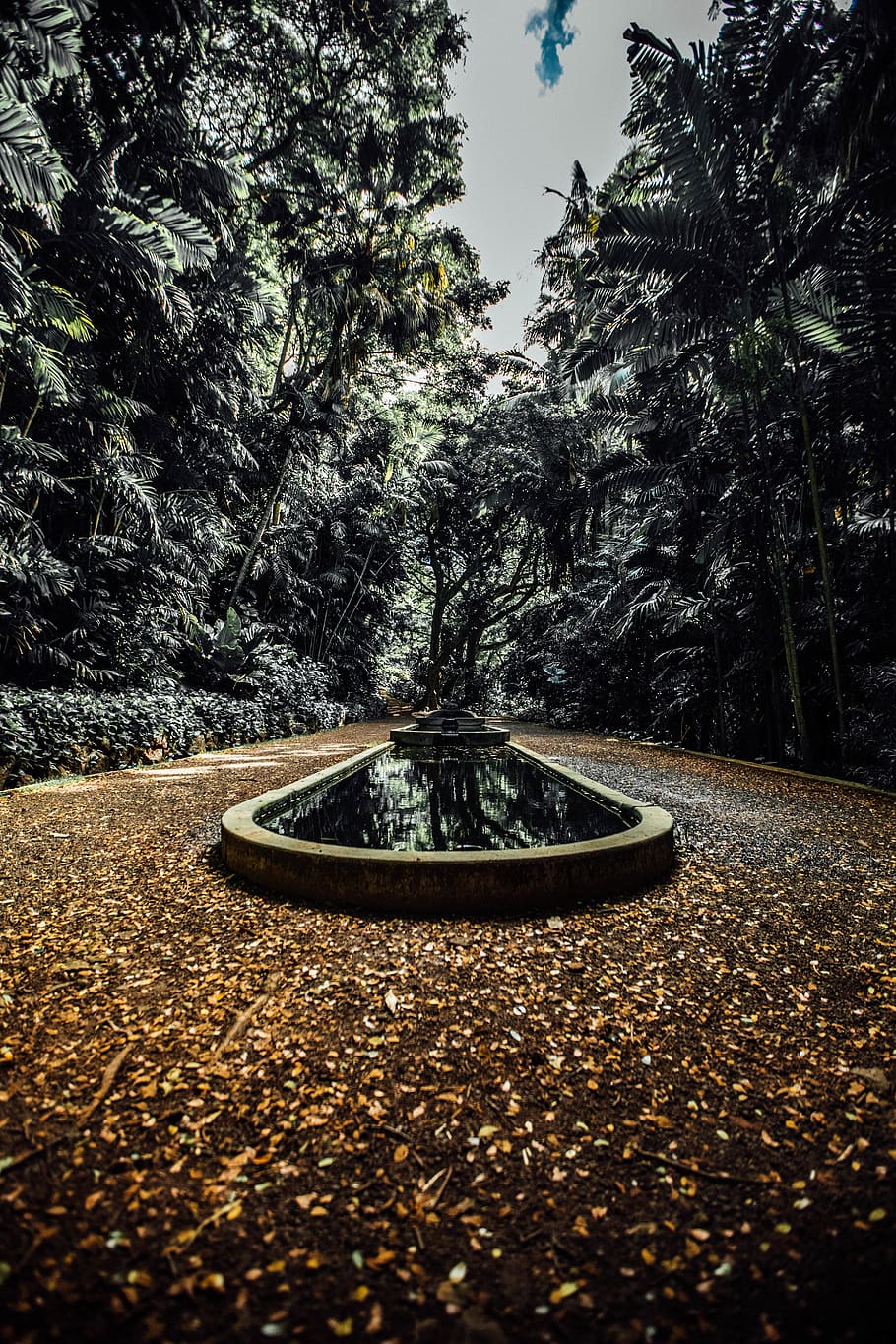 tree, plant, nature, no people, growth, leaf, day, plant part HD wallpaper