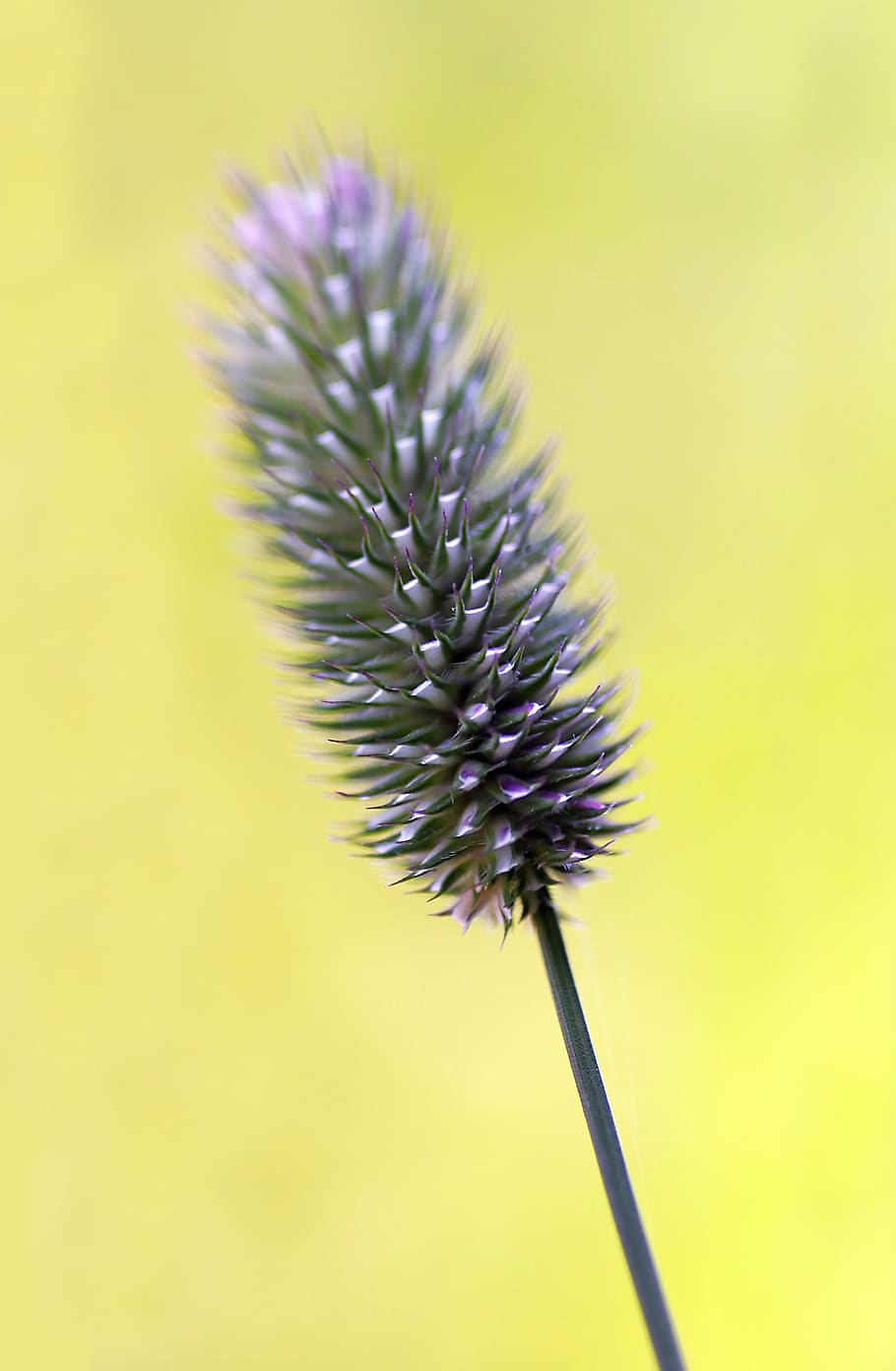 norway, straw, yellow, macro, close, flower, flowering plant HD wallpaper