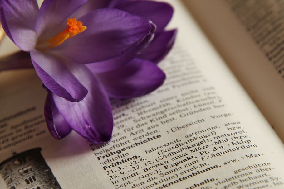 crocus, book, read, frühlingsanfang, spring, close up, flowers HD wallpaper